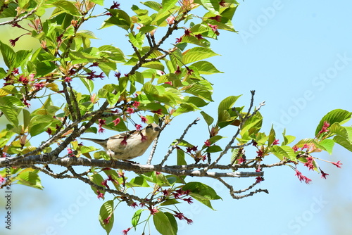 花が終わった桜に止まるニュウナイスズメのメス