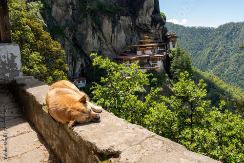 Paro Bhutan, dog sleeping with tiger's nest monastery on sheer cliff face in background