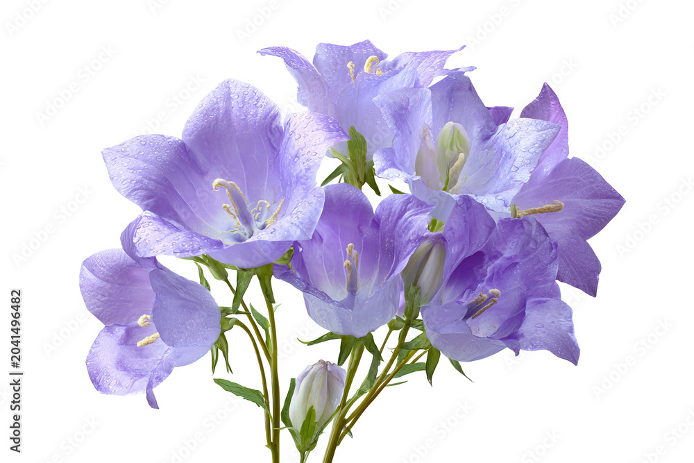 Obraz premium Campanula flowers, delicate bell shaped purple botanical PNG style isolated on transparent background