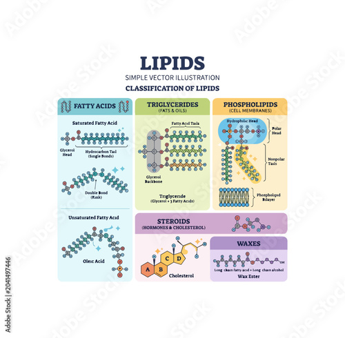 Classification of Lipids Simple Vector Illustration.