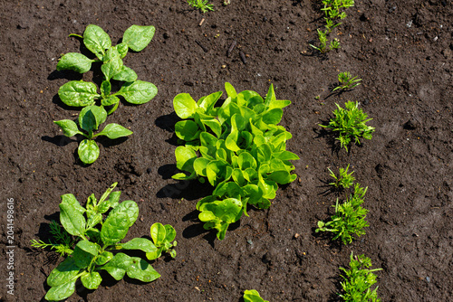 Watering young spinach, salad greens, and margerite seedlings with true leaves in the field.
