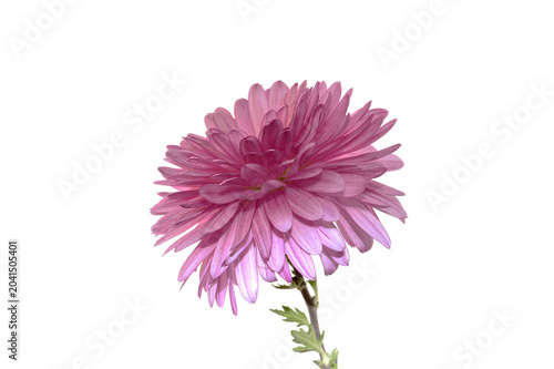 flowers isolated on white background