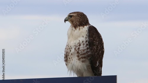 Handheld video of a hawk standing on top of a blue sign as the wind blows its feathers.