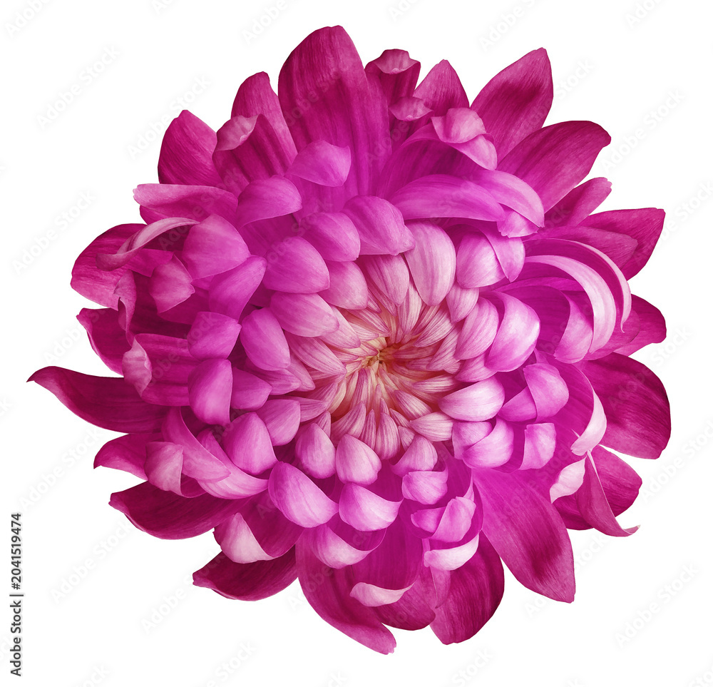 Fototapeta premium Flower chrysanthemum . Flower on isolated background. No shadows with clipping path. Close-up. Transparent background 