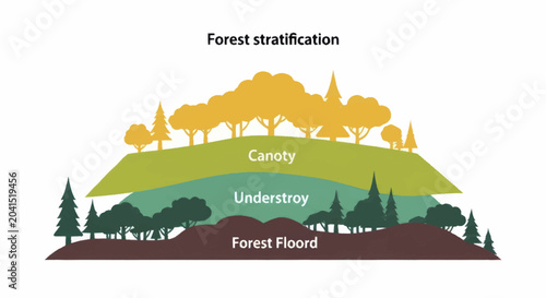 Obraz na płótnie Detailed illustration of forest stratification showing distinct layers and vegetation types