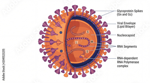 Cuadro en lienzo Orthohantavirus, Hantavirus structure and nuclease compositions