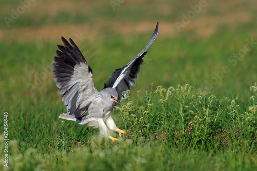 A black-winged kite (Elanus caeruleus) hunting prey on the ground, South Africa