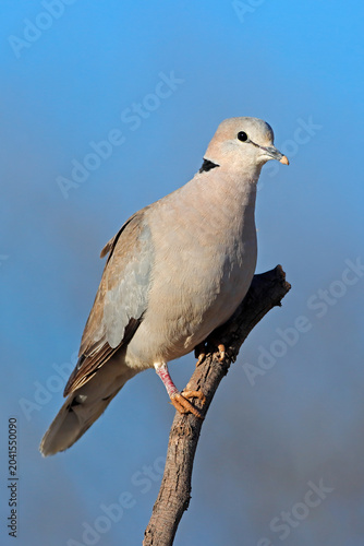 A Cape turtle dove (Streptopelia capicola) perched on a branch against a blue sky, South Africa