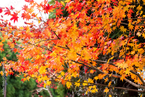 Autumn leaves of red color maple tree, fall season change