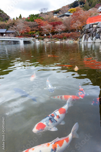 Katsuoji Temple with beautiful foliage in autumn in Kyoto, Japan