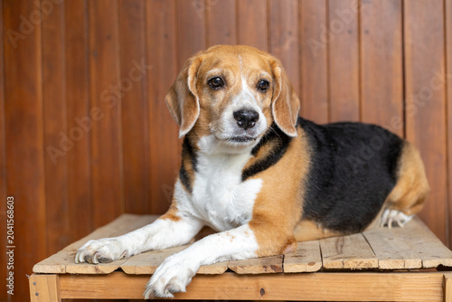 small cute beagle puppy dog looking up