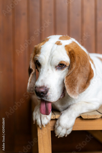 small cute beagle puppy dog looking up