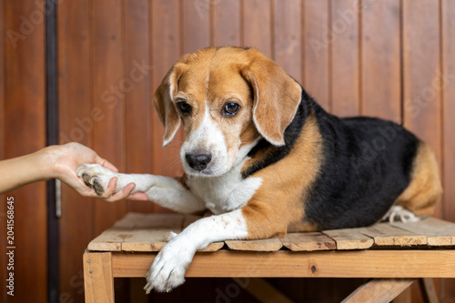 small cute beagle puppy dog looking up