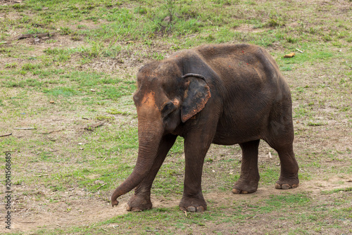Asian Elephant in a nature at deep forest in Thailand
