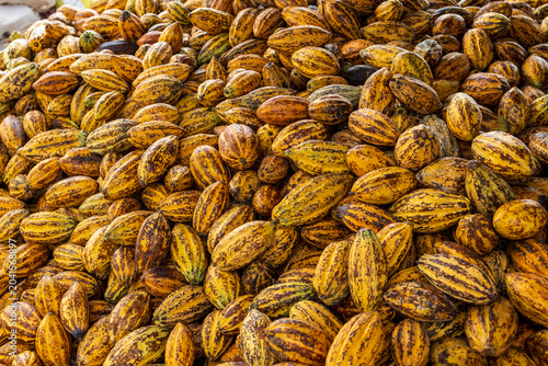 Cocoa beans and cocoa pod on a wooden surface.
