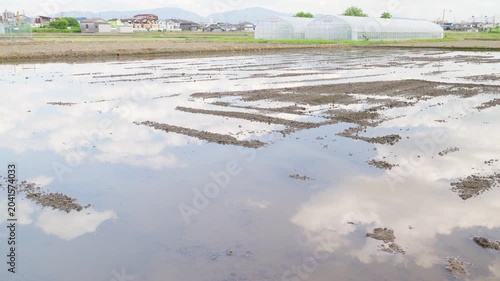 静かな水面に青空と白い雲が映る代掻き前の田んぼ。水田の周りに集まるカラス