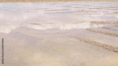 静かな水面に青空と白い雲が映る代掻き前の田んぼ