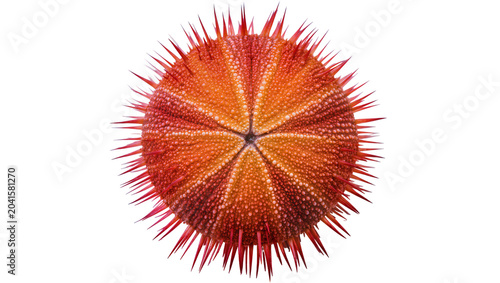 Slika na platnu Orange and red sea urchin with sharp spines