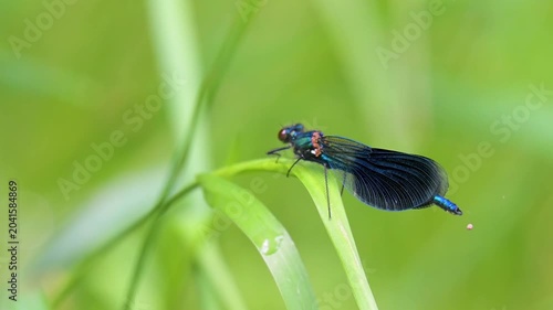 video of a beautiful dragonfly in summer