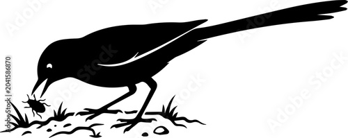 black wagtail bird hunting