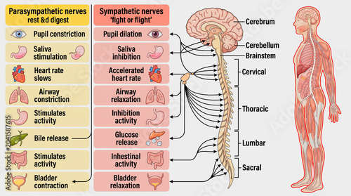 Human autonomic nervous system sympathetic and parasympathetic function chart