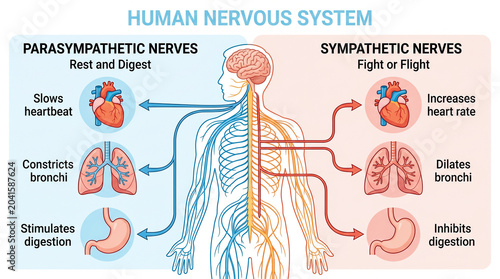 Autonomic nervous system comparison chart parasympathetic and sympathetic
