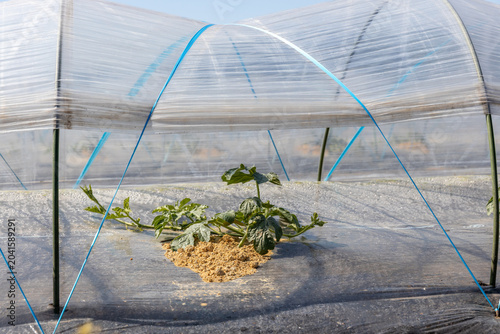 植え付け直後の西瓜の苗