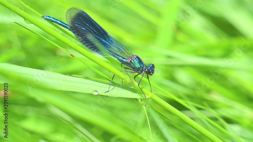 video of a beautiful dragonfly in summer