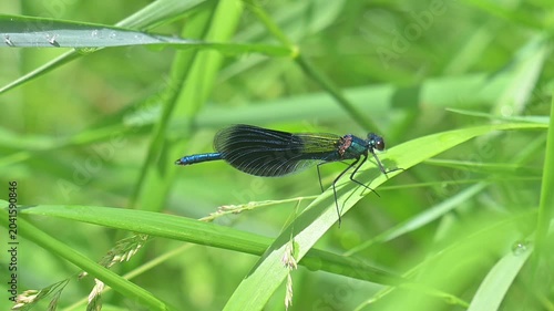 video of a beautiful dragonfly in summer