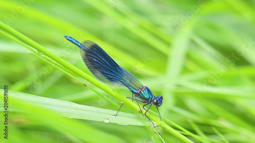 video of a beautiful dragonfly in summer