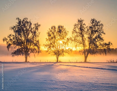 Bare Winter Trees Standing in Snowy Field at Golden Sunrise