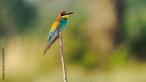 European bee-eater perched on a branch