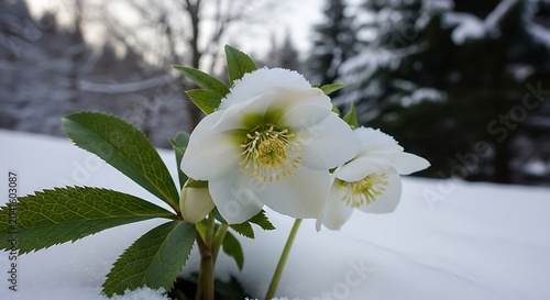 Delicate White Winter Flower Blooming in Snowy Forest