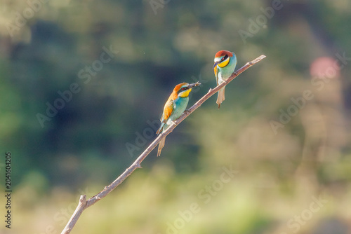 Two European bee-eaters share a prey