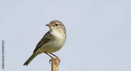 Small Brown Songbird Perched on Wooden Post Against Pale Blue Sky