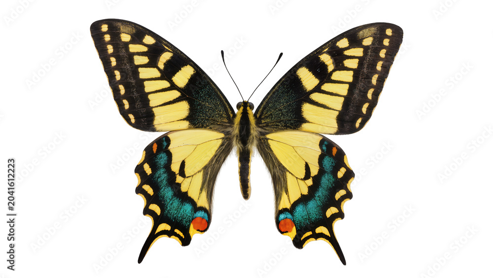Obraz premium Yellow black swallowtail butterfly with blue and red eye spots