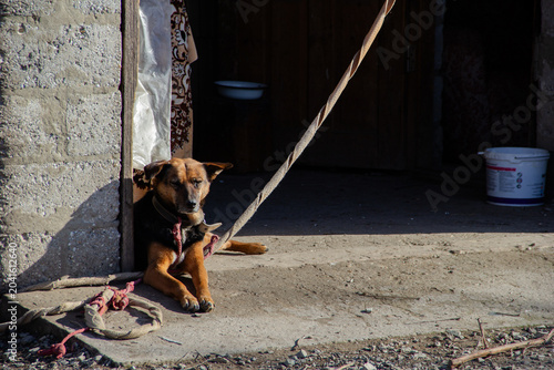 Homeless dog on the street in the village 