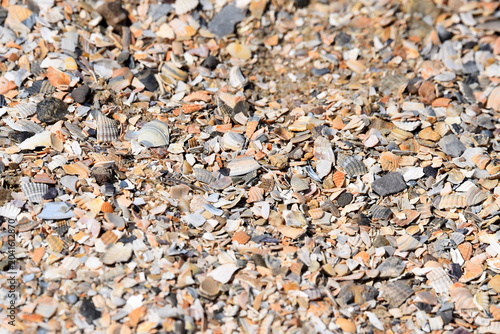 A collection of broken shells on a Dutch beach including common cockle, Cerastoderma edule, and  Baltic Maxima, Limecola balthica. Photo taken near Goeree Overflakkee. 