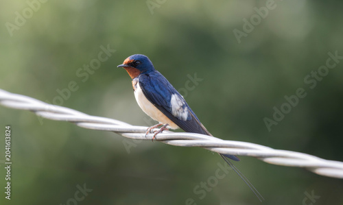 Foto A barn swallow perches on a wire