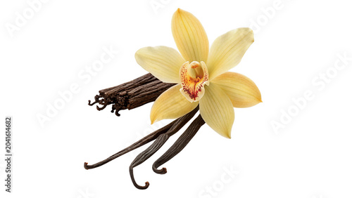 Beautiful yellow narcissus flower daffodil blossom spring botanical element on transparent background