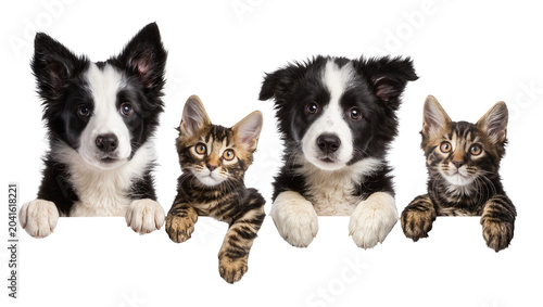 Obraz na plátně Two Border Collie puppies and two tabby kittens peeking over a ledge