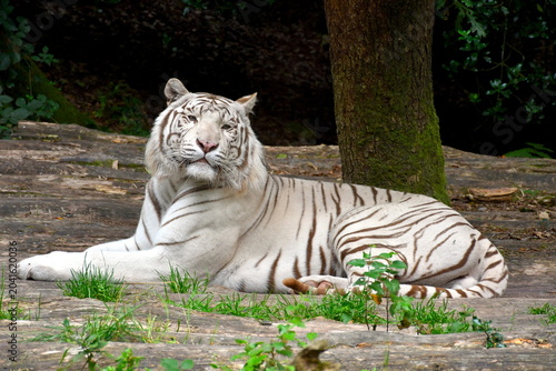 Ein weißer Tiger, der auf dem Boden im Gras liegt und Richtung Kamera schaut