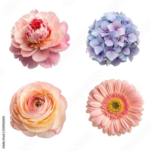 set of flowers isolated