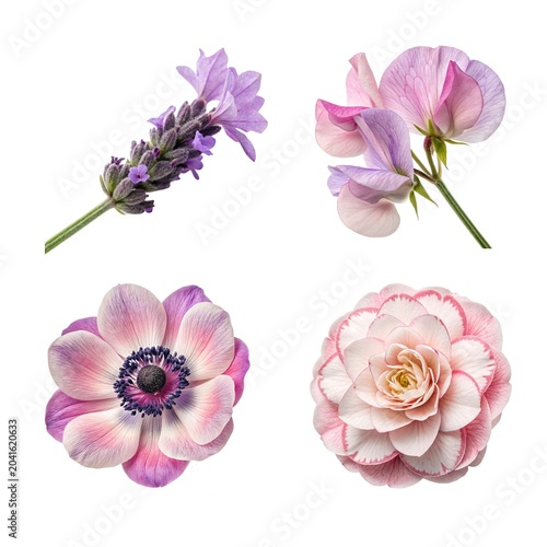set of flowers isolated