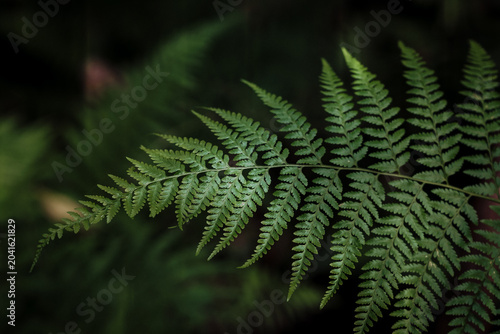 Fern