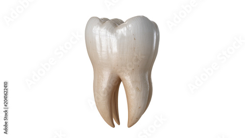 Quadro su tela Human molar tooth with two roots, detailed enamel texture
