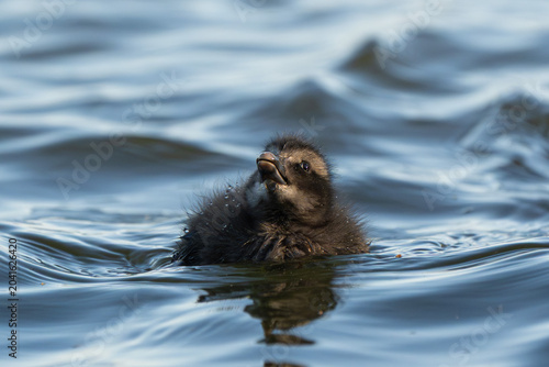 Foto Common eider chick swimming