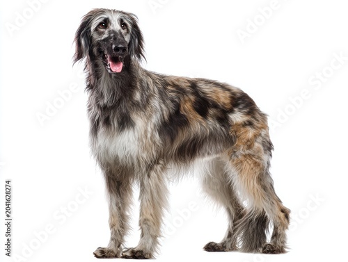 Large Mixed Breed Dog With Spotted Fur Stands Alertly Against A White Background Studio Portrait