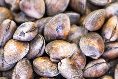 Photos Bivalve shell texture