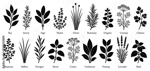 Culinary herb silhouette set with basil rosemary thyme sage bay leaf